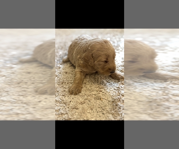 Medium Photo #7 Labradoodle Puppy For Sale in SNOW CAMP, NC, USA