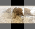 Small Photo #7 Labradoodle Puppy For Sale in SNOW CAMP, NC, USA