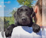 Small #4 Irish Wolfhound Mix
