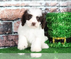 Cock-A-Poo Puppy for sale in BEL AIR, MD, USA