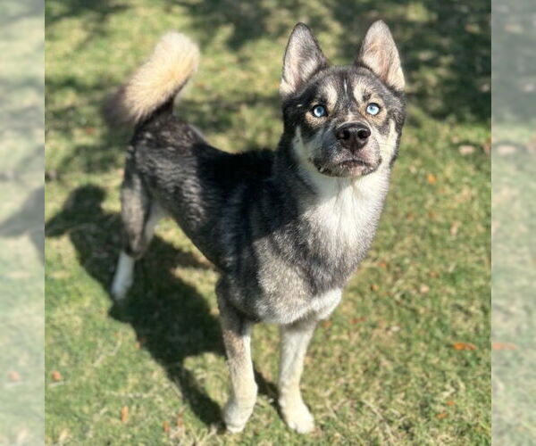 Medium Photo #2 Huskies -Unknown Mix Puppy For Sale in Texas City, TX, USA