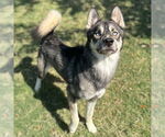 Small #1 Huskies  Mix
