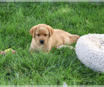 Cheyenne - Female Labrador Retriever Puppy for Sale - Photo #3