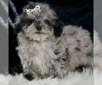 Small #2 Poodle (Toy)