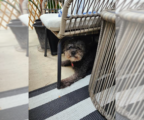 Medium Photo #11 Poodle (Miniature) Puppy For Sale in San Diego, CA, USA