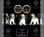 Small Photo #71 Cocker Spaniel Puppy For Sale in WARSAW, IN, USA