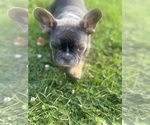 Small #1 French Bulldog