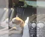 Small #4 American Pit Bull Terrier