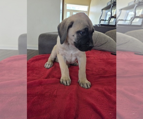 Medium Photo #2 Mastiff Puppy For Sale in WALNUT COVE, NC, USA