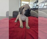 Small #1 Mastiff