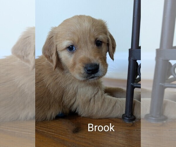 Medium Photo #5 Golden Retriever Puppy For Sale in PAMPLIN, VA, USA