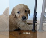 Small #4 Golden Retriever