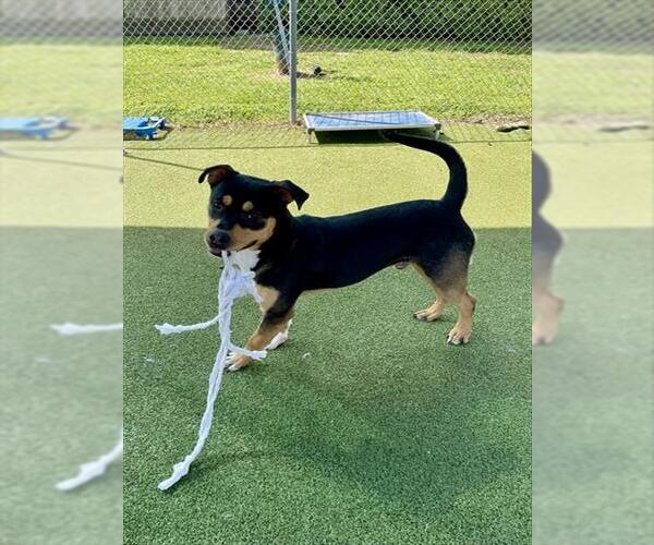 Medium Photo #2 Rottweiler-American Pit Bull Terrier Puppy For Sale in Pasadena, TX, USA