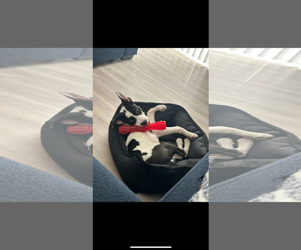 Medium Photo #4 Border Collie Puppy For Sale in Chandler, AZ, USA