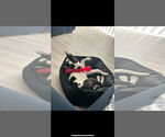 Small #3 Border Collie