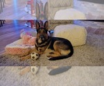 Small Photo #1 German Shepherd Dog Puppy For Sale in PROSSER, WA, USA