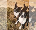 Small Photo #2 Boston Terrier Puppy For Sale in High Point, NC, USA