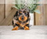 Puppy Silver Dachshund