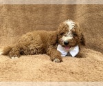 Lane - Male Goldendoodle (Miniature) Puppy for Sale - Photo #6