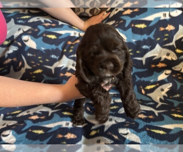 Medium Photo #36 Cocker Spaniel Puppy For Sale in COLBERT, GA, USA