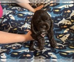 Puppy Puppy Orange Cocker Spaniel