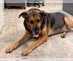 Small #10 German Shepherd Dog Mix