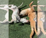 Small #9 Parson Russell Terrier Mix