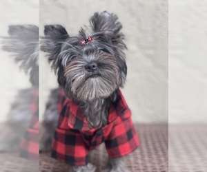 Yorkshire Terrier Puppy for sale in CORAL SPRINGS, FL, USA