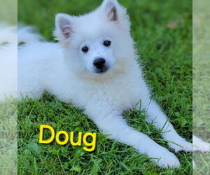 American Eskimo Dog Dogs for adoption in Glen Haven, WI, USA