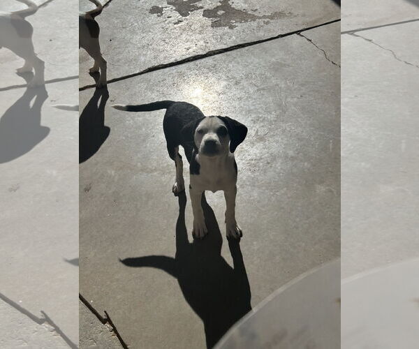 Medium Photo #1 Beagle Puppy For Sale in Apple Valley, CA, USA