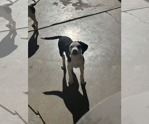 Beagle Dogs for adoption in Apple Valley, CA, USA