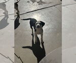 Small Beagle