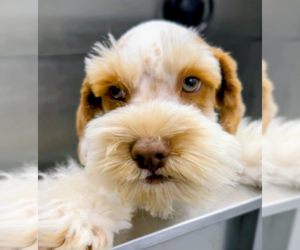 Schnauzer (Miniature) Puppy for Sale in WHITE HOUSE, Tennessee USA