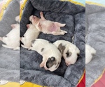 Small Photo #6 Shiranian Puppy For Sale in PLANO, TX, USA