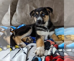 German Shepherd Dog-Siberian Husky Mix Puppy for Sale in ALLEGRE, Kentucky USA