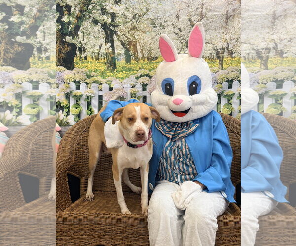 Medium Photo #4 Labrador Retriever-Unknown Mix Puppy For Sale in Rockaway, NJ, USA