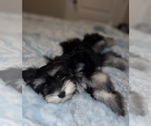 Schnauzer (Miniature) Puppy for sale in ROBINSON, TX, USA
