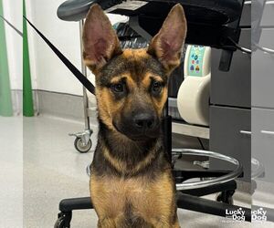 Australian Kelpie-Unknown Mix Dogs for adoption in Washington, DC, USA