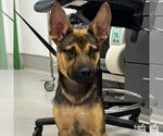 Small Australian Kelpie Mix