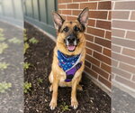 Small #12 German Shepherd Dog