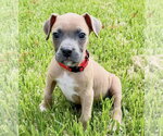 Small Photo #2 Mutt Puppy For Sale in Euless, TX, USA