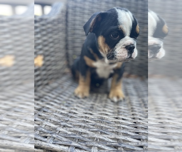 Medium Photo #12 Bulldog Puppy For Sale in WATERVILLE, OH, USA