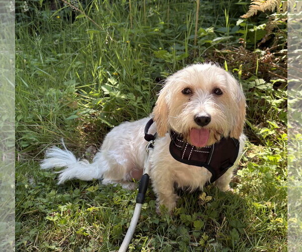 Medium Photo #10 Coton de Tulear-Unknown Mix Puppy For Sale in Seattle, WA, USA