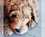 Small Photo #8 Goldendoodle-Poodle (Standard) Mix Puppy For Sale in BALDWIN HILLS, CA, USA