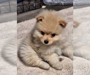Pomeranian Puppy for sale in SPOTSYLVANIA, VA, USA
