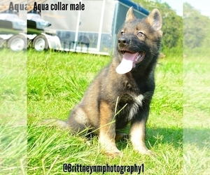 German Shepherd Dog-Siberian Husky Mix Puppy for sale in MULBERRY, FL, USA