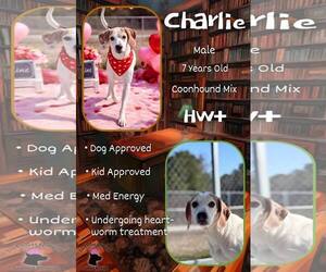 Coonhound-Unknown Mix Dogs for adoption in Jacksonville, NC, USA