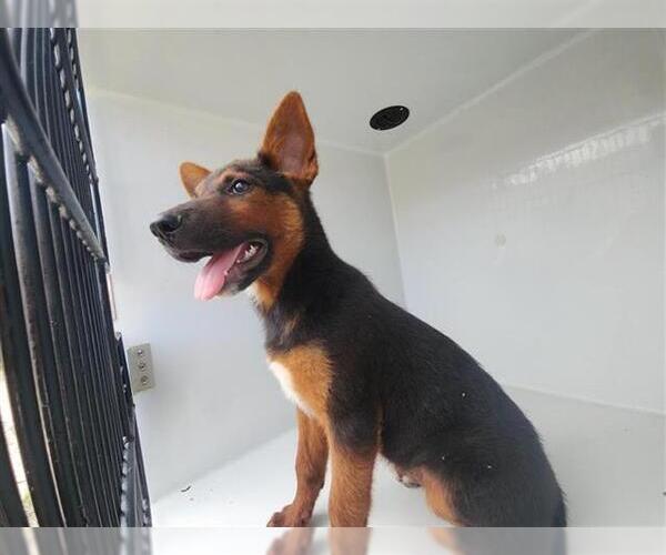 Medium Photo #1 German Shepherd Dog-Unknown Mix Puppy For Sale in Houston, TX, USA