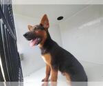 Small German Shepherd Dog Mix