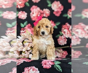 Goldendoodle (Miniature) Puppy for sale in QUARRYVILLE, PA, USA